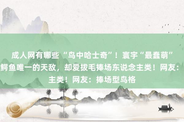 成人网有哪些 “鸟中哈士奇”！寰宇“最蠢萌”的鸟，竟是鳄鱼唯一的天敌，却爱拔毛捧场东说念主类！网友：捧场型鸟格